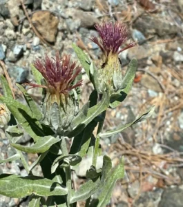 Jurinea cypria late stage