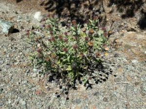 Jurinea cypria late stage plant