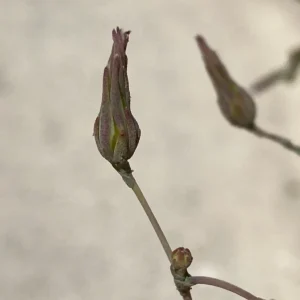 Lactuca serriola bracts
