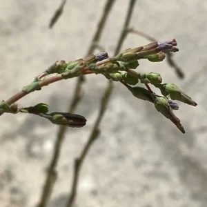 Lactuca serriola inflorescence