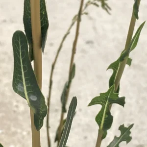 Lactuca serriola stem leaves
