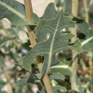 Lactuca serriola undersurface of leaf-midrib prickly
