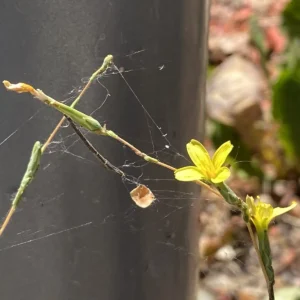 Lactuca viminea inflorescence