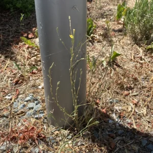 Lactuca viminea plant