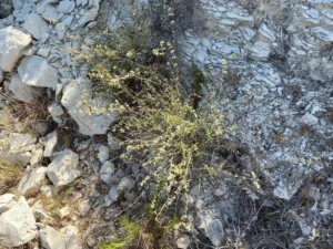 Origanum majorana habitat