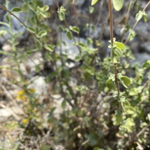 Origanum majorana stem and leaves