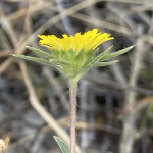 Pallenis spinosa subsp. spinosa bracts