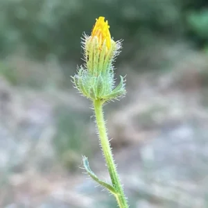 Picris rhagadioloides campanulate involucre