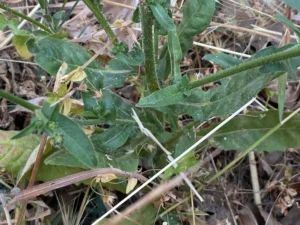 Picris rhagadioloides stem leaves