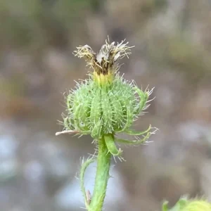 Picris rhagadioloides urceolate involucre