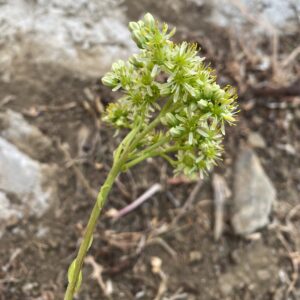 Sedum sediforme flowers