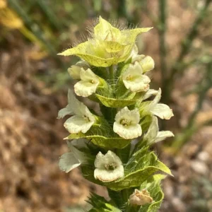 Sideritis perfoliata