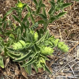Sideritis perfoliata flowering branches