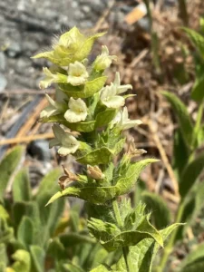 Sideritis perfoliata inflorescence