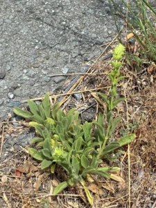 Sideritis perfoliata plants