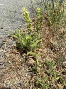 Sideritis perfoliata plants