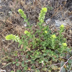 Sideritis perfoliata plants bloomed