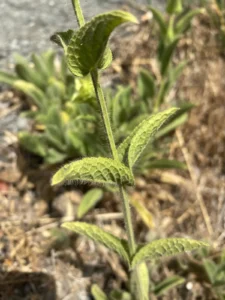 Sideritis perfoliata stem