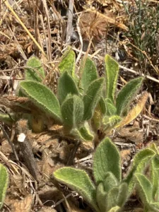 Sideritis perfoliata young plants