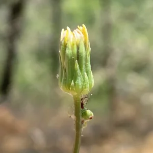 Sonchus asper subsp. glaucescens bracts
