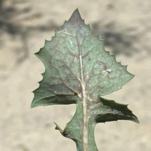 Sonchus asper subsp. glaucescens glabrous leaf