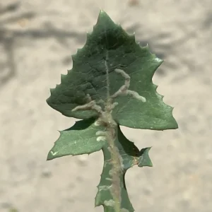 Sonchus asper subsp. glaucescens glaucescent leaf