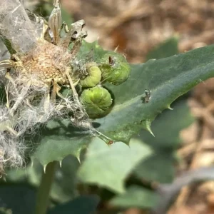 Sonchus asper subsp. glaucescens leaf with prickly margins