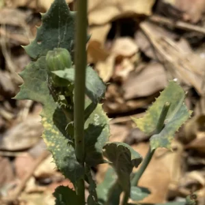 Sonchus asper subsp. glaucescens pointed auricles