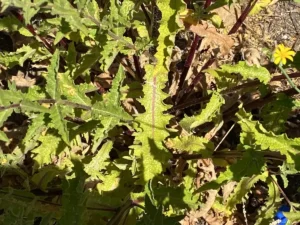 Verbascum sinuatum basal leaves
