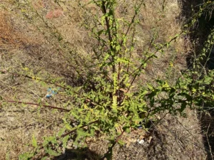 Verbascum sinuatum basal stems