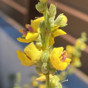Verbascum sinuatum flowers