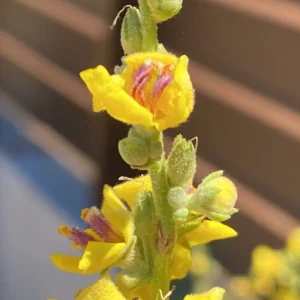 Verbascum sinuatum flowers