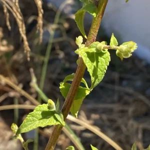 Verbascum sinuatum stem leaves
