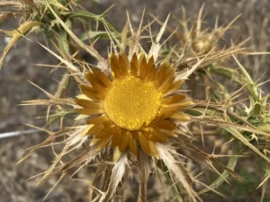 Carlina libanotica florets