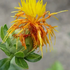 Carthamus tinctorius spineless