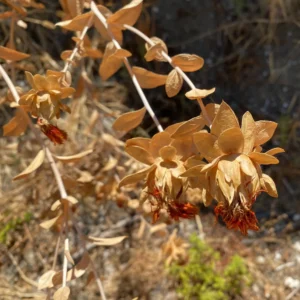 Carthamus tinctorius spineless