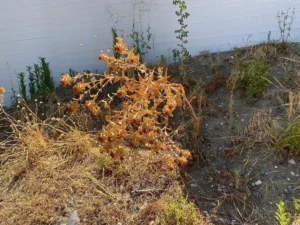 Carthamus tinctorius spineless plant