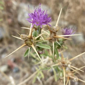 Centaurea calcitrapa subsp. calcitrapa florets