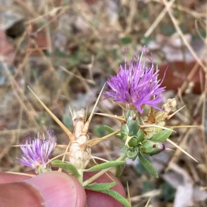 Centaurea calcitrapa subsp. calcitrapa involucre size