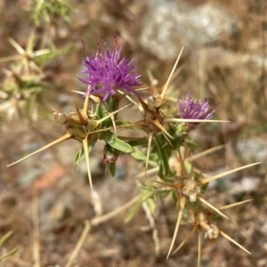 Centaurea calcitrapa subsp. calcitrapa thorns