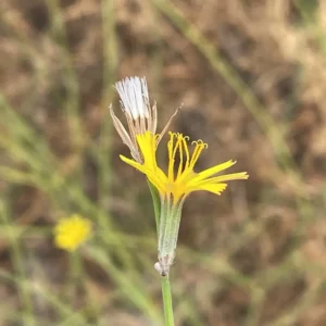 Chondrilla juncea flower and achenes