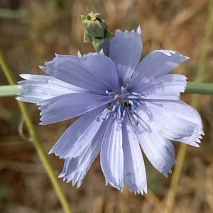 Cichorium intybus