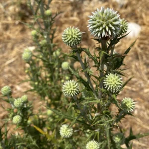Echinops spinosissimus young flower heads