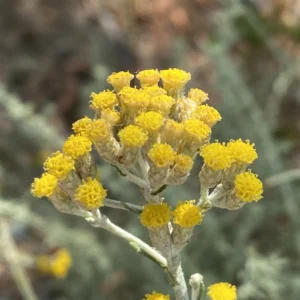 Helichrysum italicum subsp. italicum