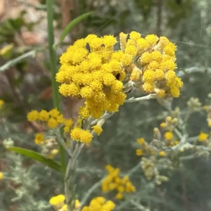 Helichrysum italicum subsp. italicum capitula smaller than stoechas