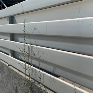 Lactuca saligna height