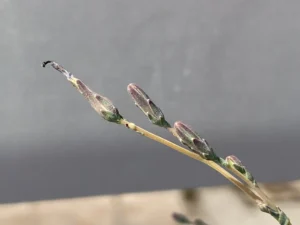 Lactuca saligna inflorescence