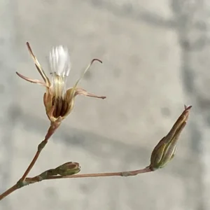 Lactuca serriola fruit