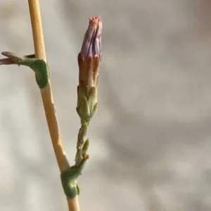 Lactuca serriola phyllaries