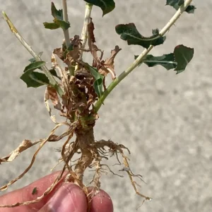 Lactuca serriola root